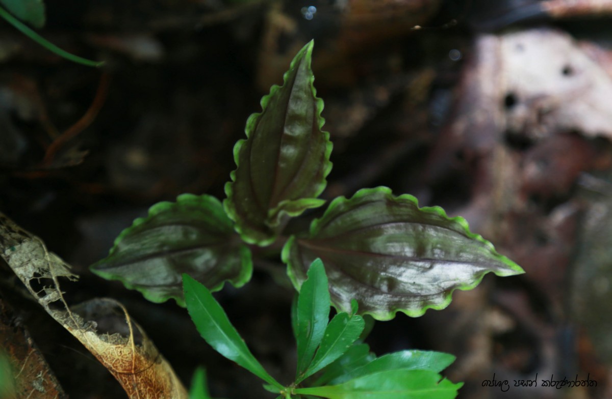 Malaxis discolor (Lindl.) Kuntze